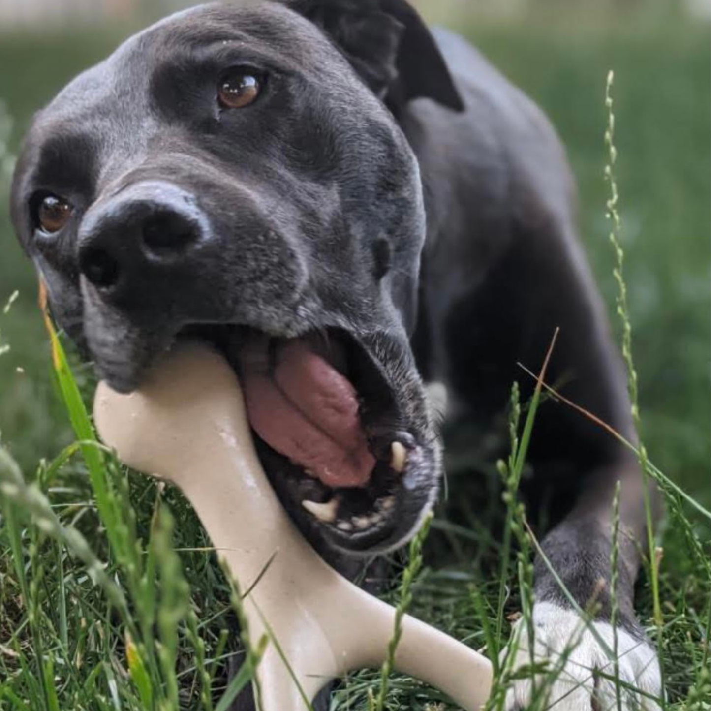 BetterBone HARD -Durable, All-Natural, No Nylon, Sustainable