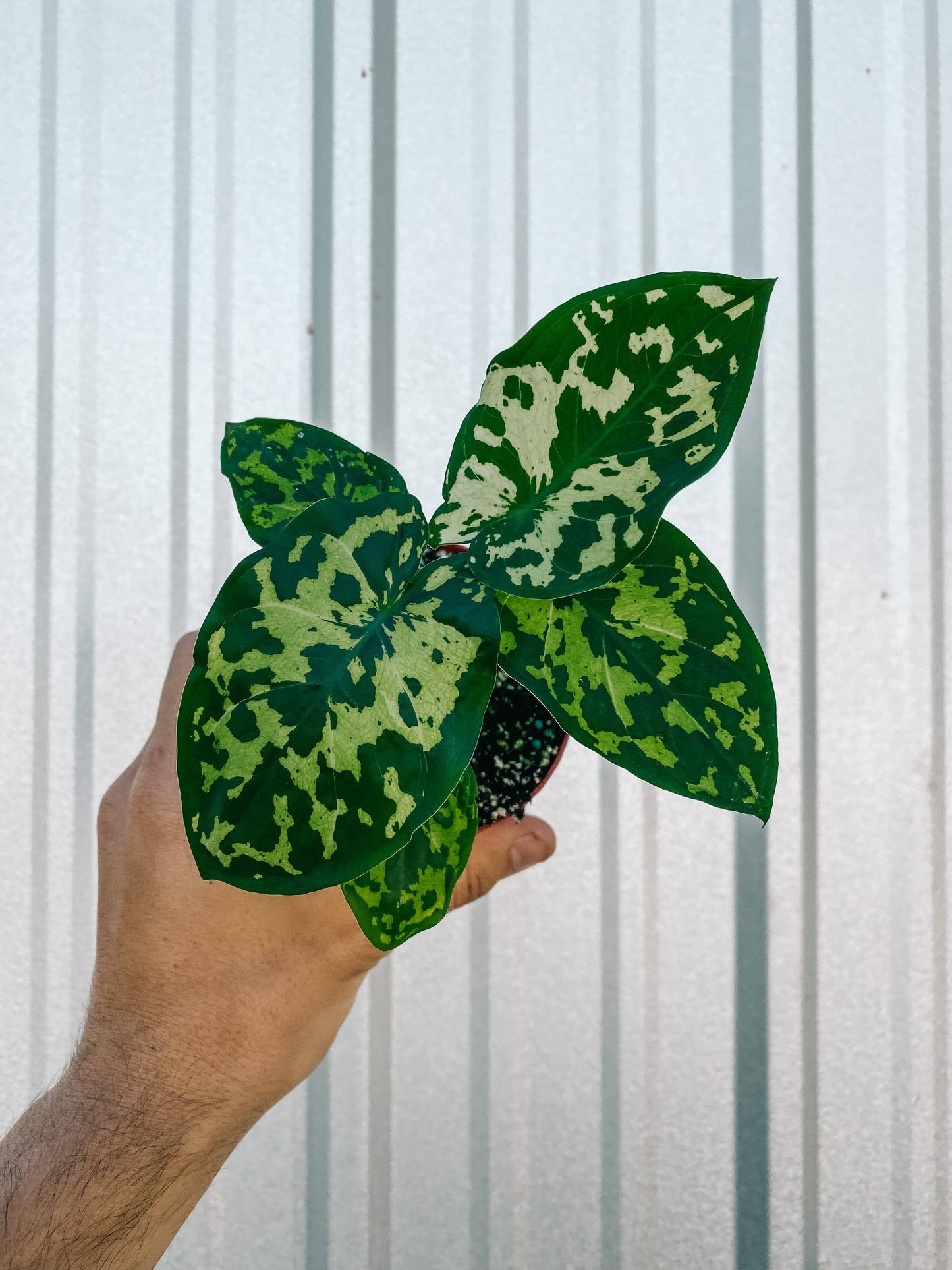 4" Alocasia 'Hilo Beauty'
