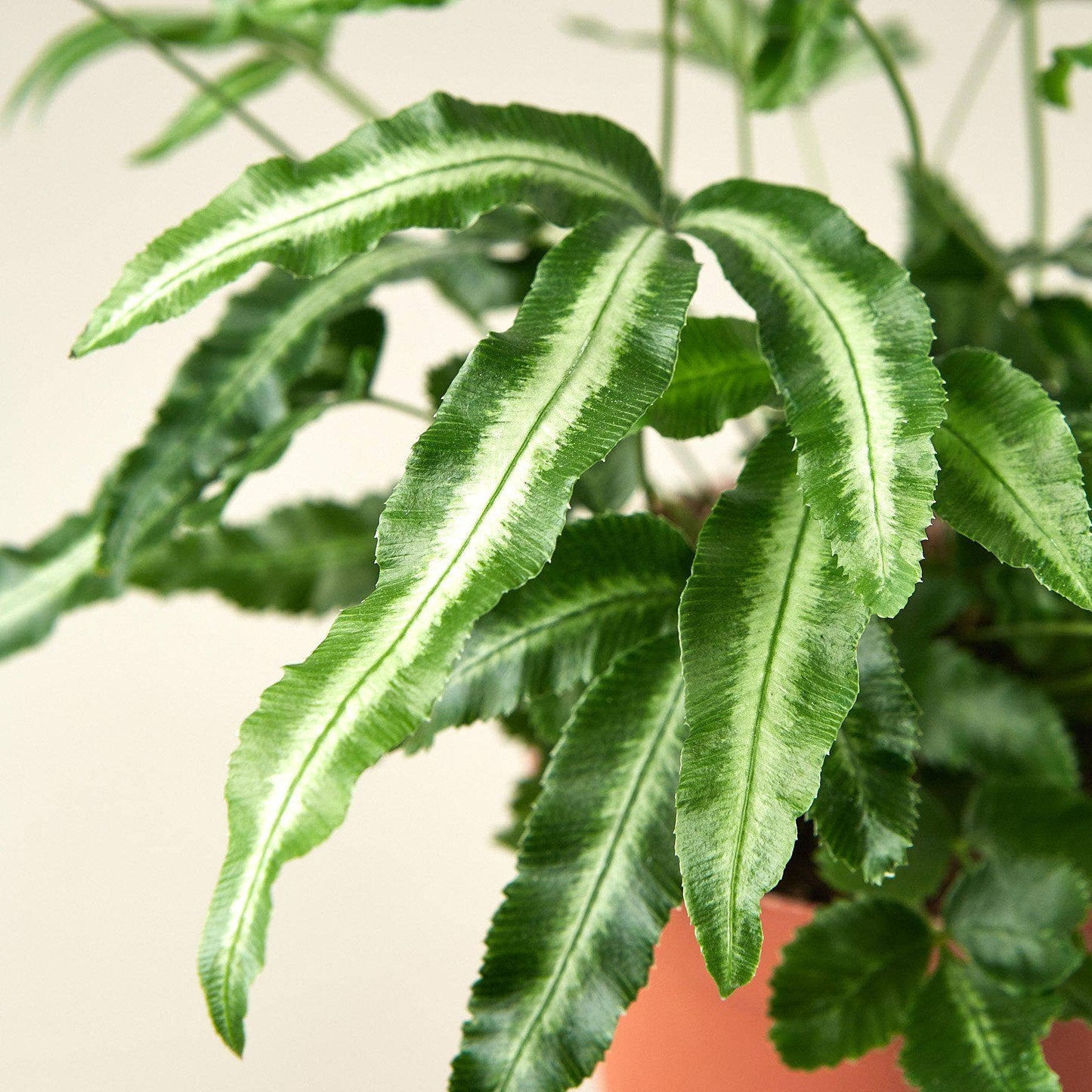 Pteris Cretica 'Albo Fern' - 4" Pot