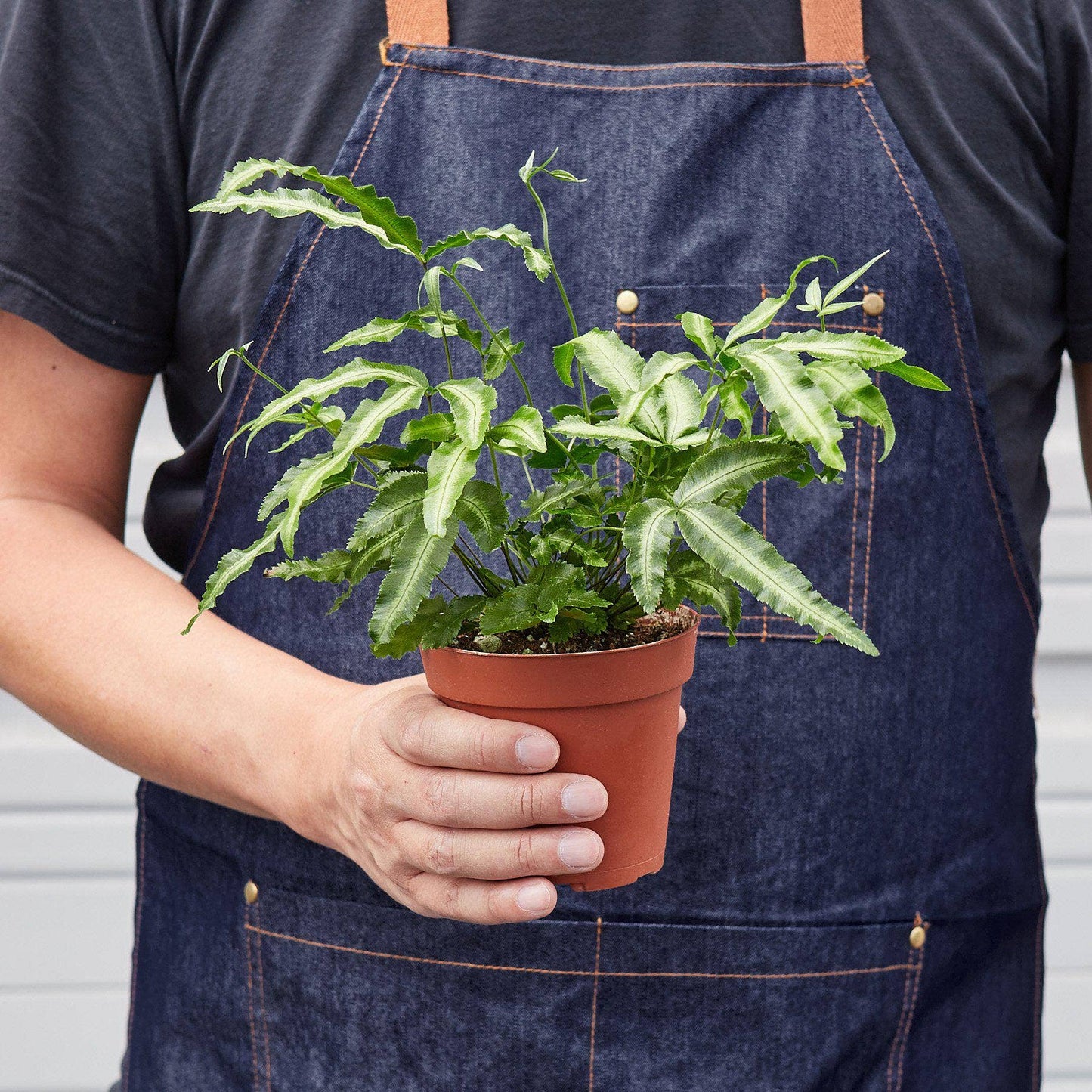Pteris Cretica 'Albo Fern' - 4" Pot