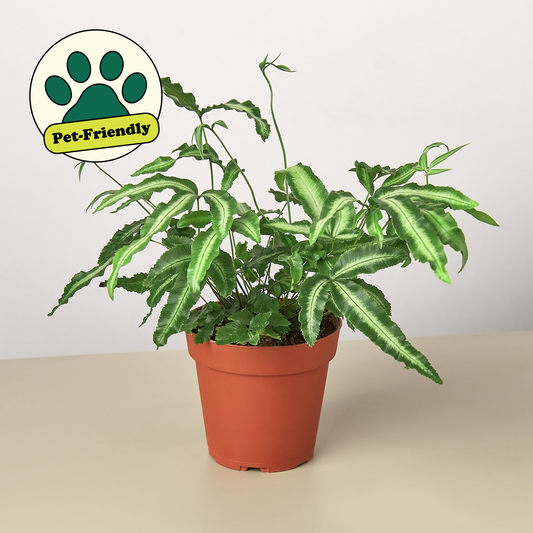Pteris Cretica 'Albo Fern' - 4" Pot