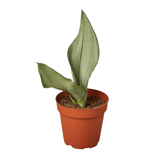 SNAKE MOONSHINE 4-inch