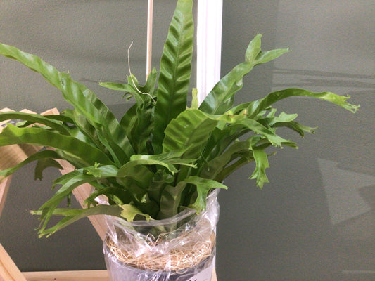 Bird's Nest Leslie Fern - 6" Pot