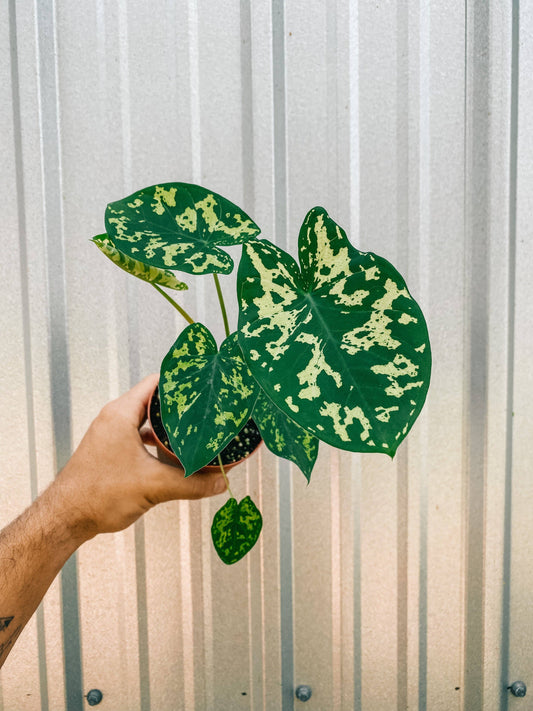 4" Alocasia 'Hilo Beauty'